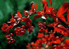 زرشک خوراکی